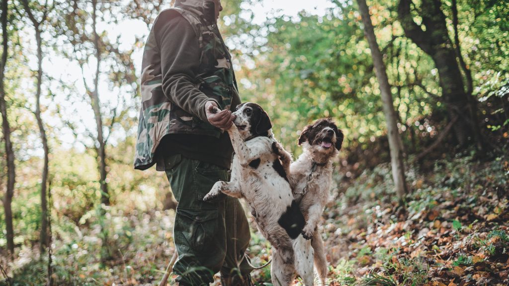 Dog and truffle hunting